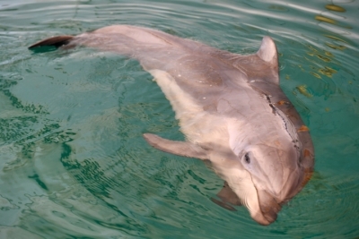 Мистерия погибели дельфинов в Анапе: Почему тела оказались непригодны для исследований?